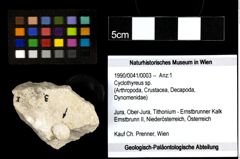 Foto (Objekt + Etiketten) von Cyclothyreus sp. (NHMW-GEO-1990-0041-0003)